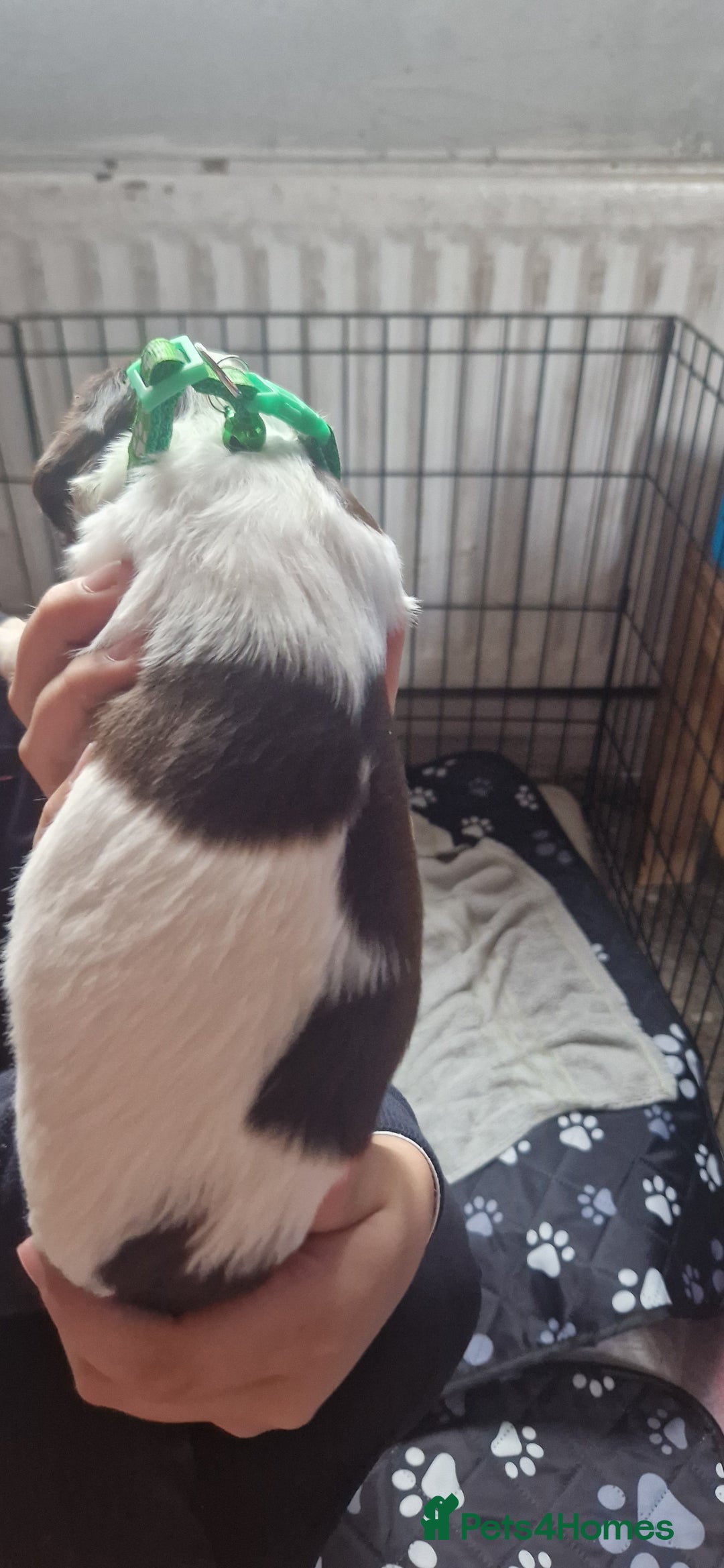 English Springer Spaniel dogs for sale: English springer spaniel pups - Image 3