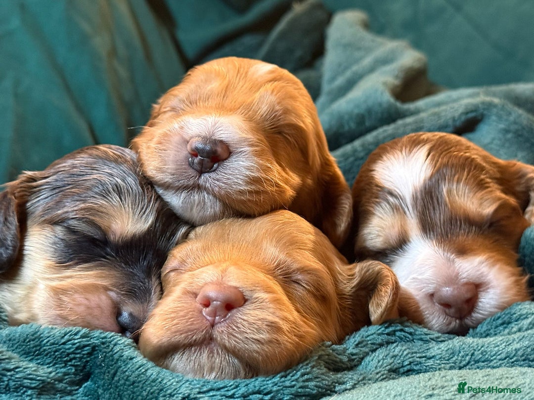 Cockapoo dogs for sale: Charming Mini Cockerpoo puppies  - Advert 10