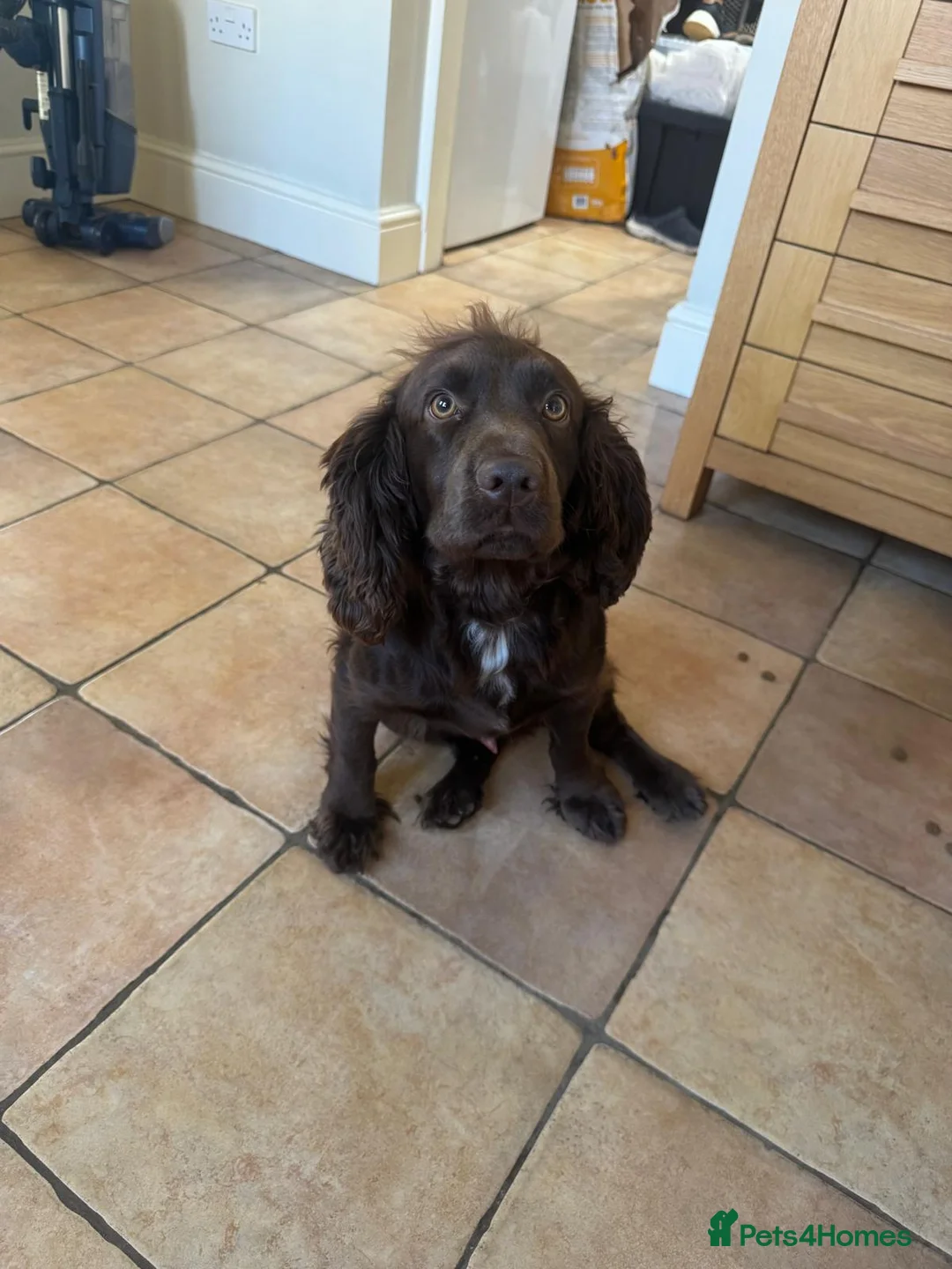 Cocker Spaniel dogs for sale: 🤎 KC Reg Working Cocker Spaniel puppies 🤎 - Advert 11