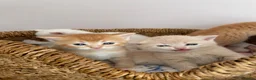 British Shorthair cats for sale: Adorable BSH kittens - Advert 17