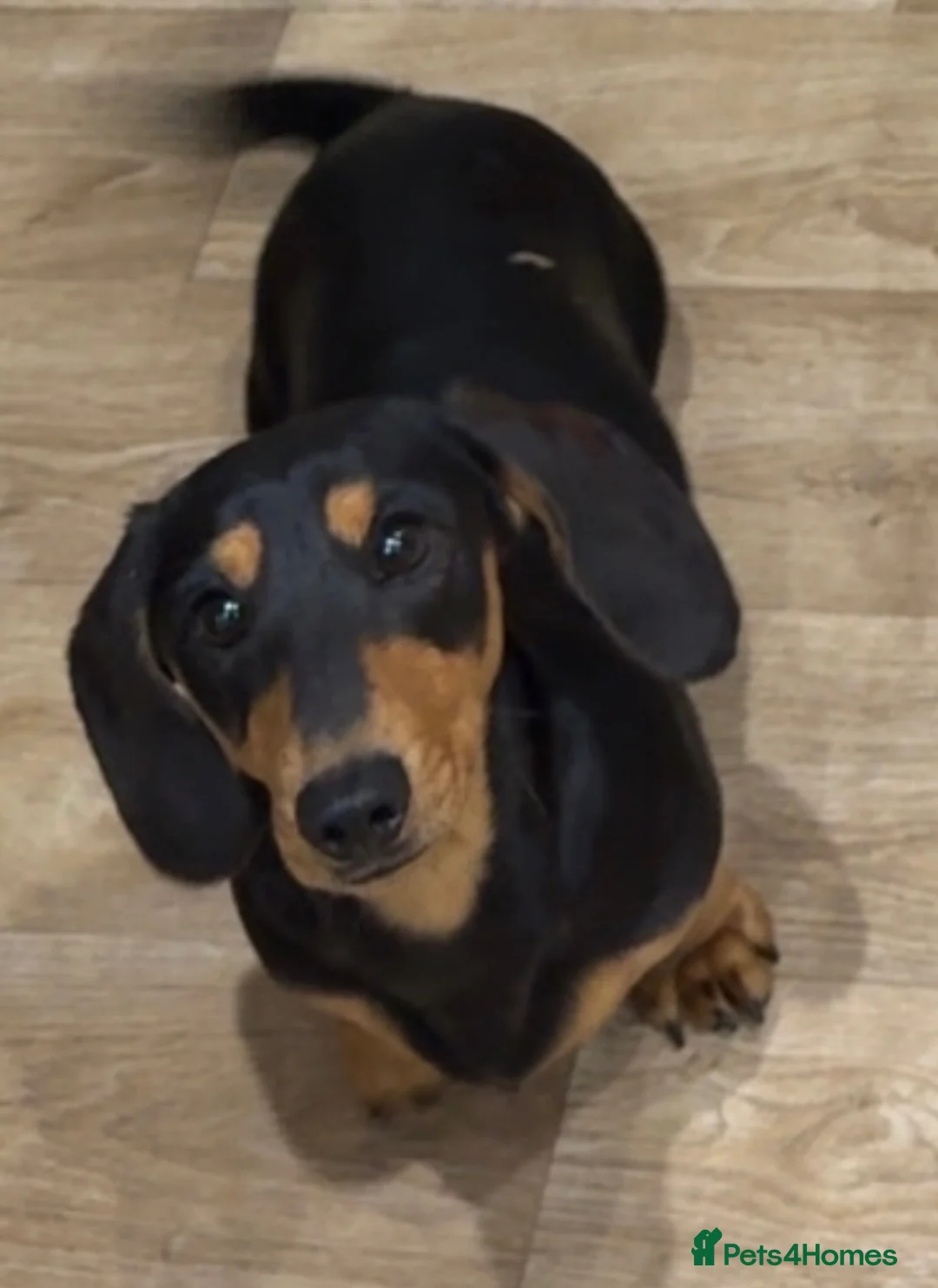 Miniature Dachshund dogs for sale: REHOMING 2yr old miniature daschound in Burry Port - Advert 1