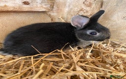 English Lop rabbits for sale: Beautiful Netherland dwarf babies for sale  - Image 2