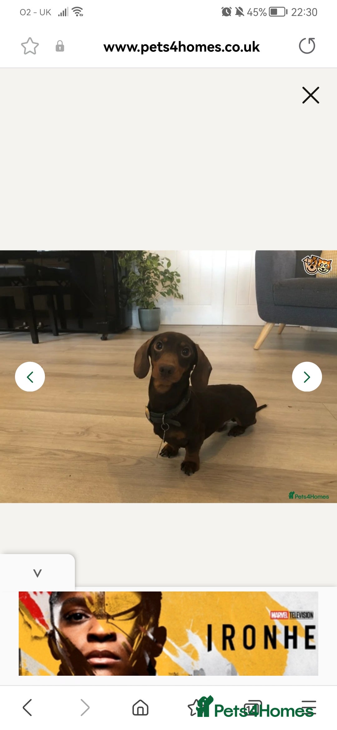 Miniature Dachshund dogs for sale: Stunning chocolate and tan miniature dachshund - Image 14