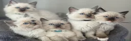 Ragdoll cats for sale: 🐾 Ragdoll Kittens 🐾 - Advert 29