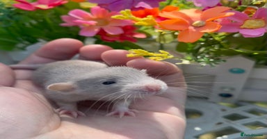Rat rodents - Advert 8