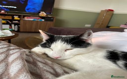 Mixed Breed cats for sale: Bellini & Martini - Image 12