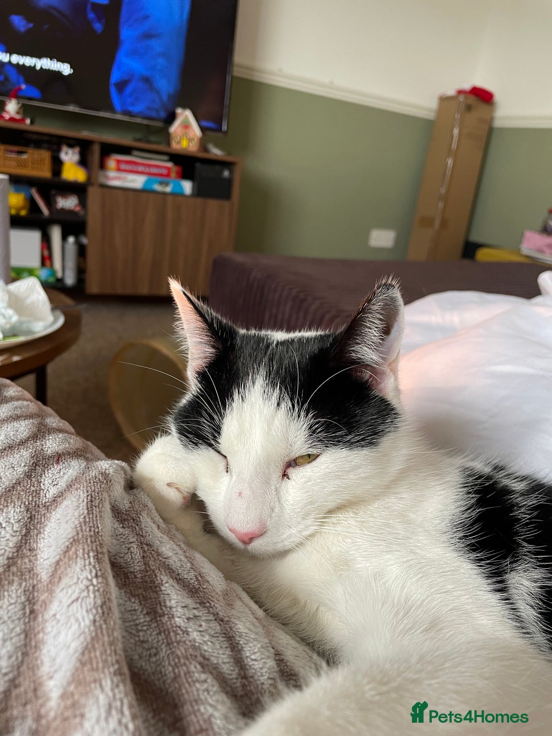 Mixed Breed cats for sale: Bellini & Martini - Image 12