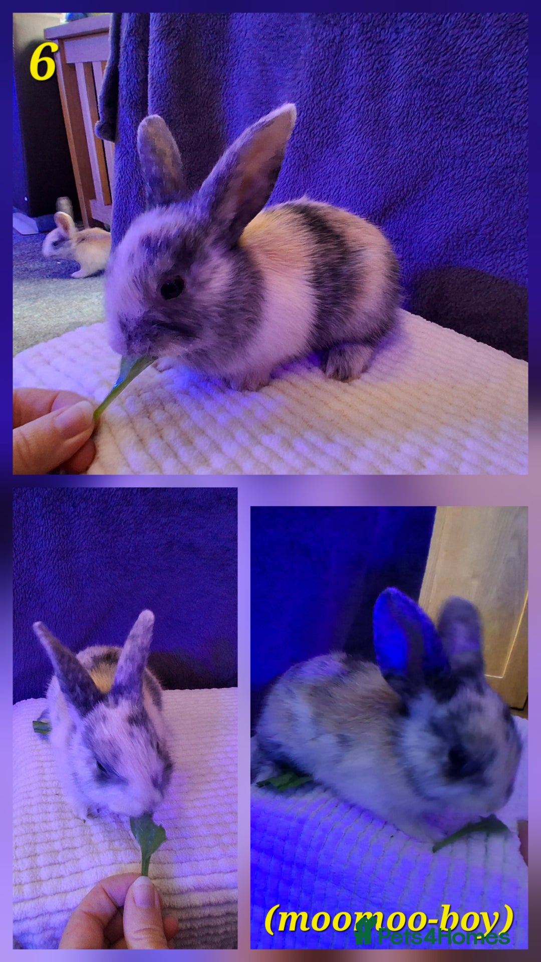 Rex rabbits for sale: Super Cute Baby bunnies! Rex x Lops - Image 8