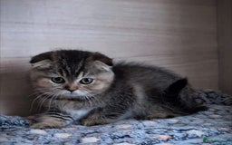Scottish Fold cats for sale: 💙🩷LAST 2 SCOTTISH KITTENS ✅️TICA reg - Image 7