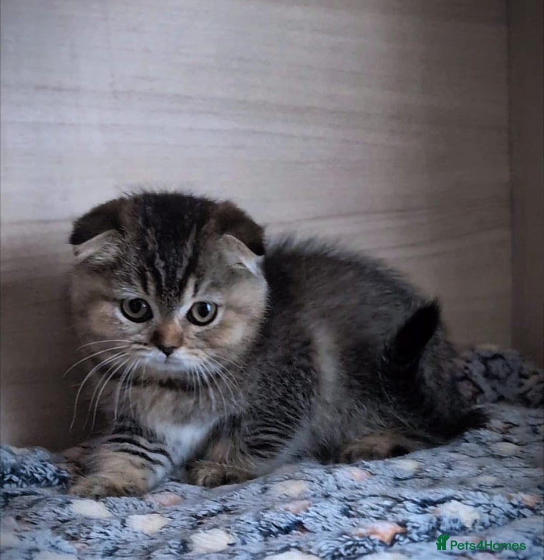 Scottish Fold cats for sale: 💙🩷LAST 2 SCOTTISH KITTENS ✅️TICA reg - Image 7