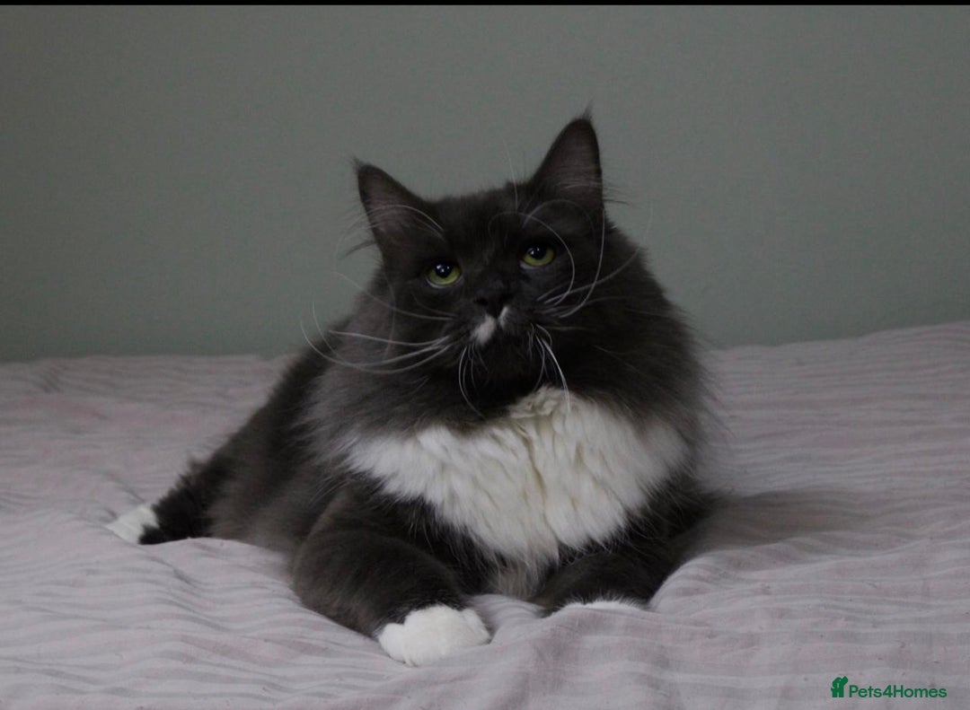 Siberian cats for sale: Siberian male cat  - Advert 6