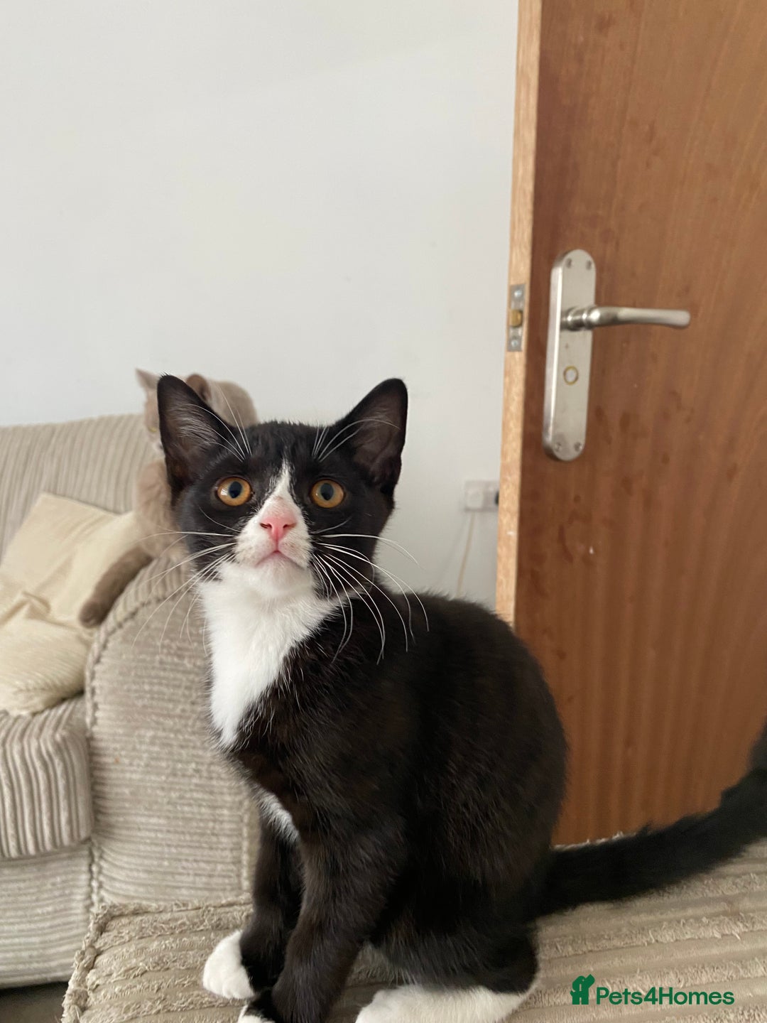Mixed Breed cats for sale: ✨ Last 3 Adorable Mixed British Shorthair ✨ - Image 6
