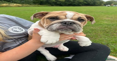 English Bulldog dogs in Atherstone - Advert 13