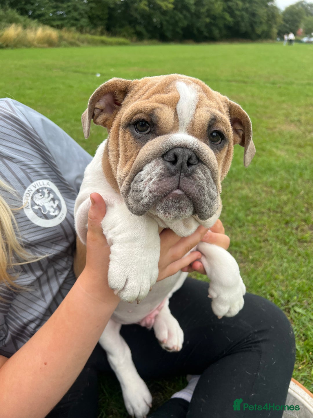 English Bulldog dogs for sale: Last Two - High Quality English Bulldog Puppies  in Atherstone - Image 3
