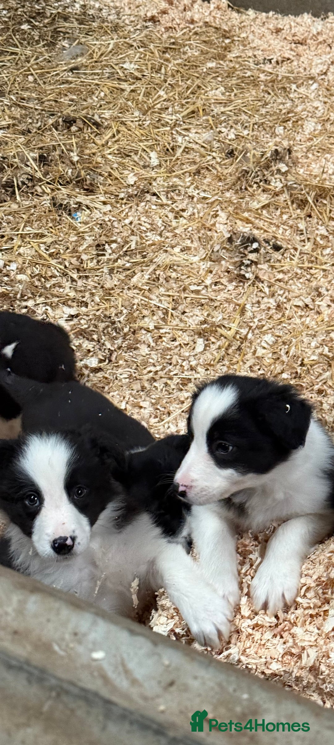 Border Collie dogs for sale: 7 border collie puppies 🐾 - Advert 9