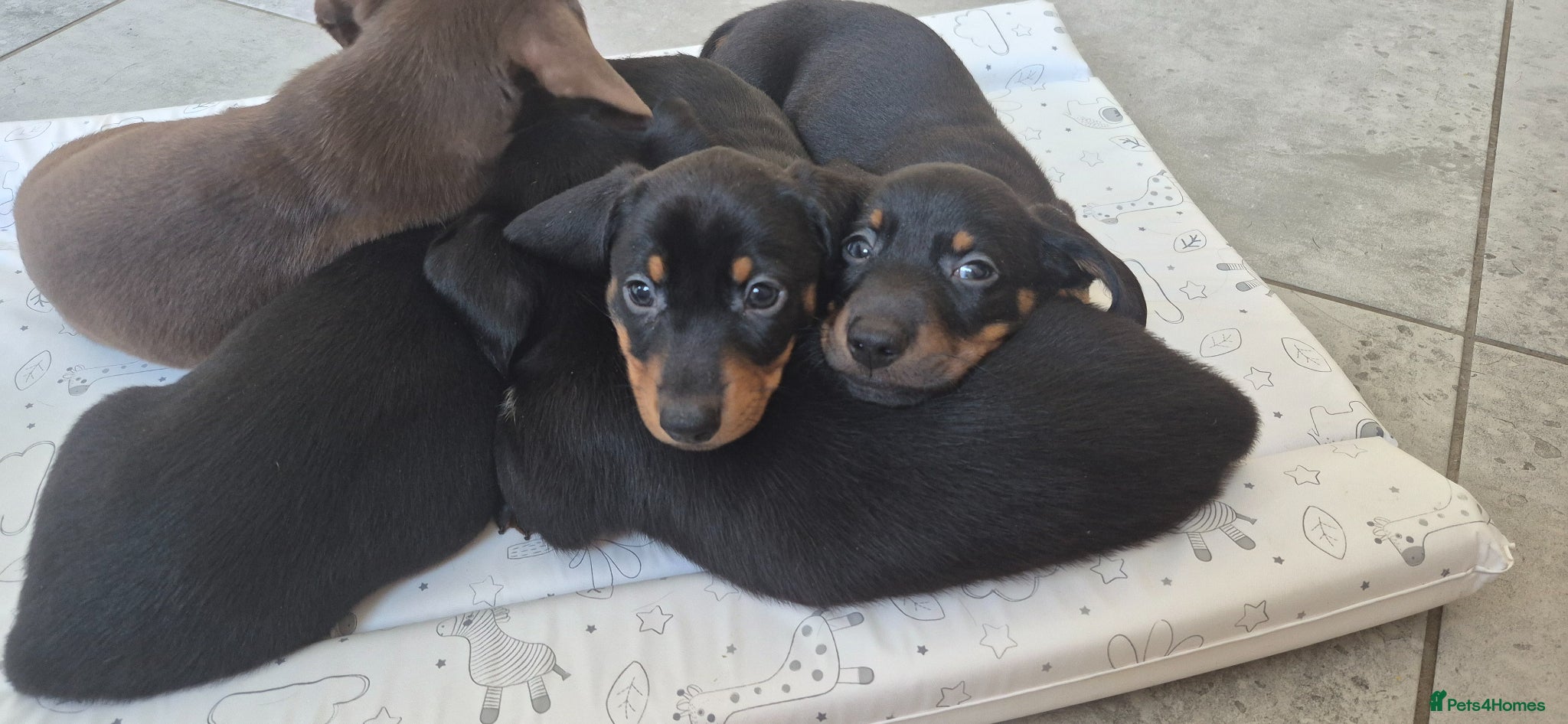 Dachshund dogs 4 Dachshund puppies left - Advert 18