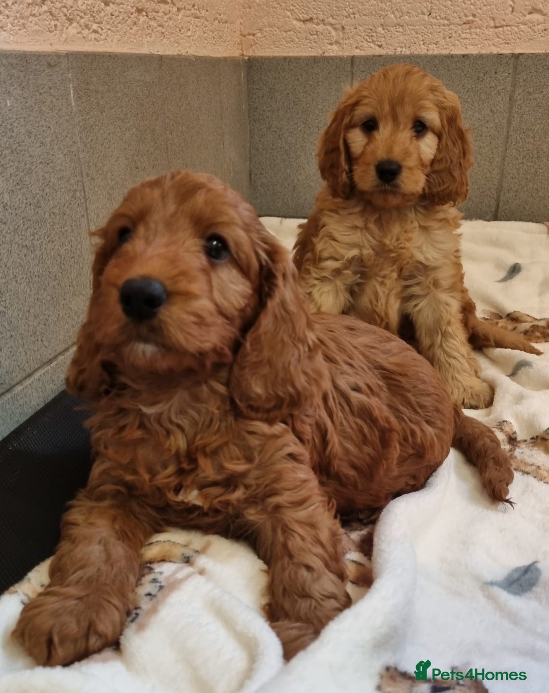 Cockapoo dogs for sale: Cockapoo puppies - Advert 6