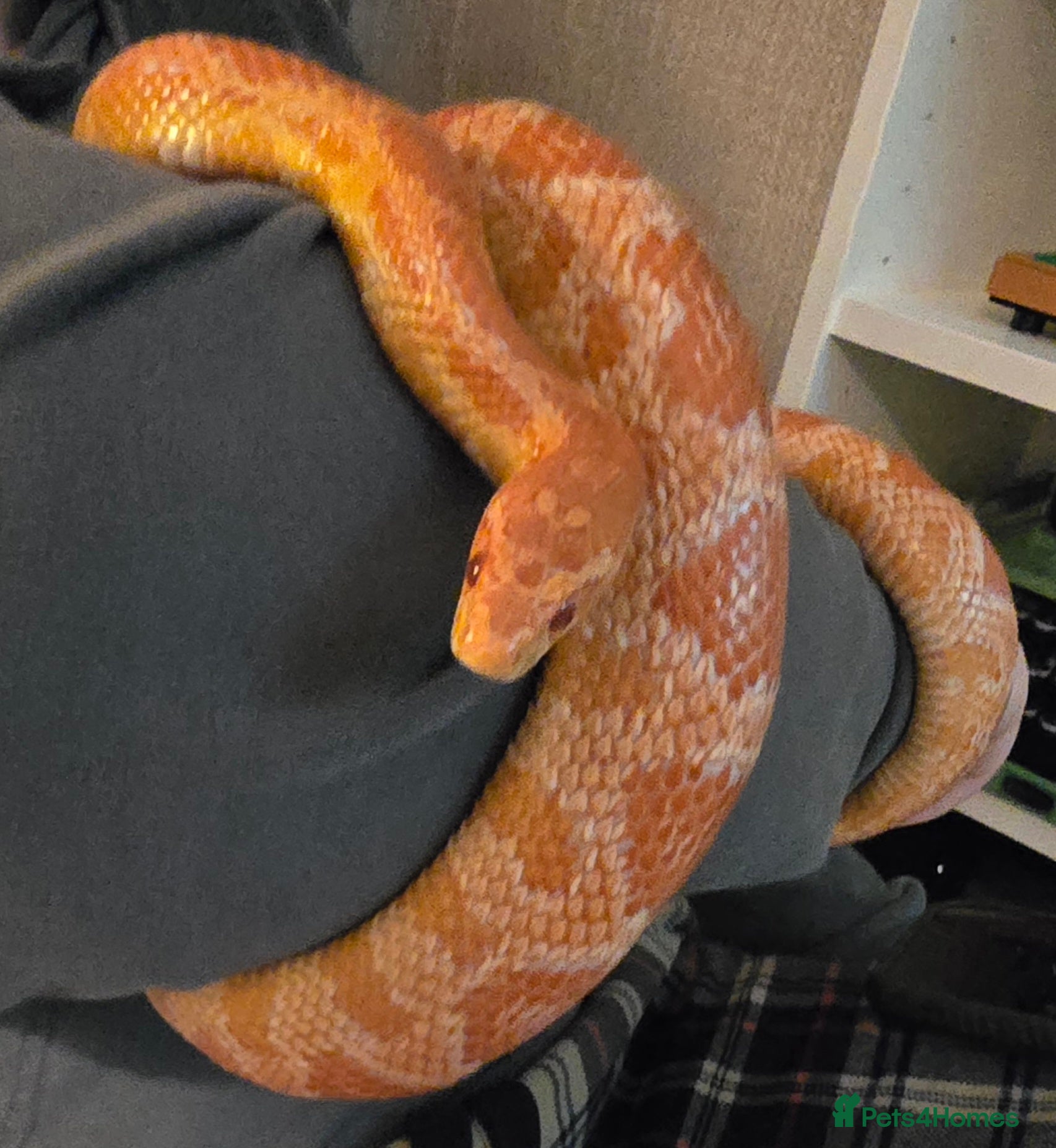 Corn Snake reptiles Corn Snake & Full set up (Female approx 4 y) - Advert 1