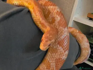 Corn Snake reptiles Corn Snake & Full set up (Female approx 4 y) - Advert 1