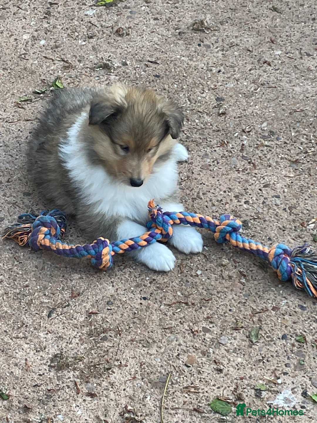 Rough Collie dogs for sale: KC Registered sable and White male puppy - Advert 7