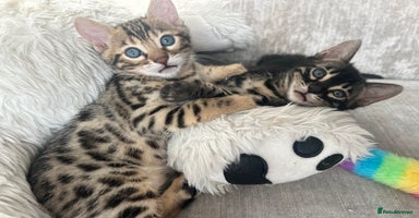 Bengal cats - Advert 2