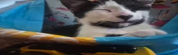 Mixed Breed cats for sale: Cheeky harlequin kittens - Advert 5