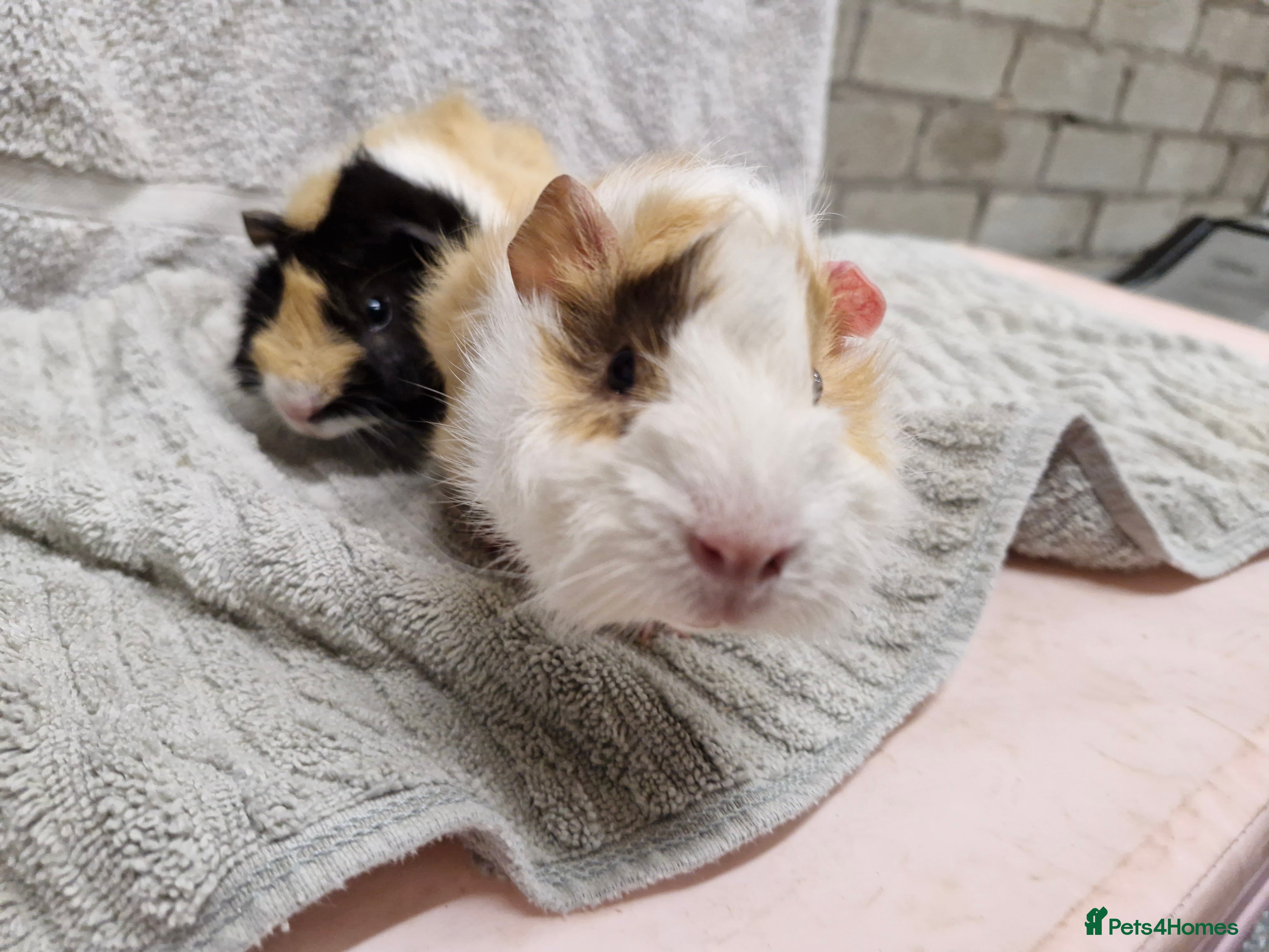 Guinea Pig rodents Male baby guinea pigs - Ready to leave   - Advert 6
