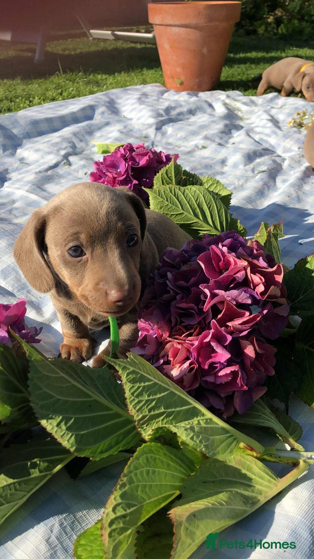 Miniature Dachshund dogs for sale: Miniature Dachshund (Isabella Tan line) - Image 15