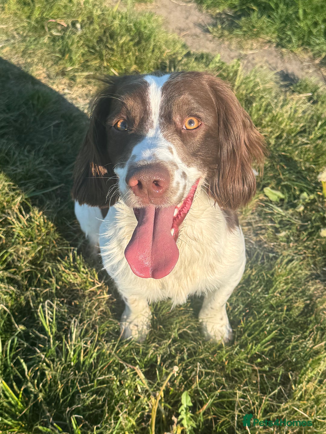 English Springer Spaniel dogs for stud: English springer spaniel stud - Image 7