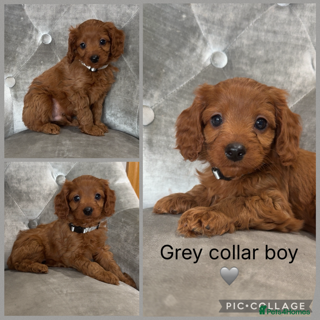 Cavapoo dogs for sale: Ready 24th December F1 Cavapoos Health clear  - Advert 5