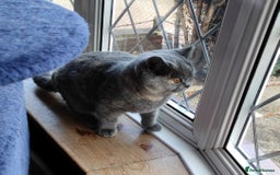 British Shorthair cats for sale:  GCCF CH lines. Beautiful boy(odd eyes) and girl. - Image 6