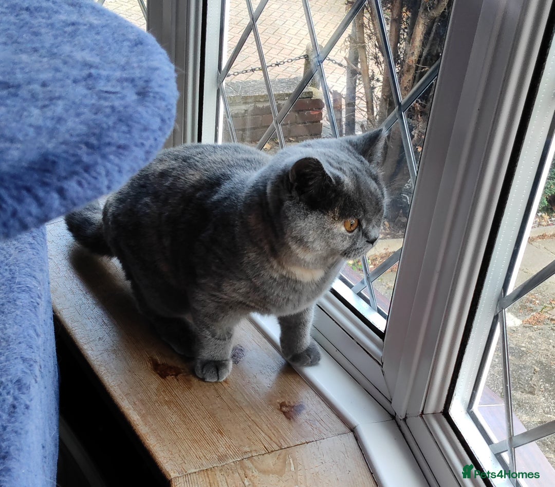 British Shorthair cats for sale:  GCCF CH lines. Beautiful boy(odd eyes) and girl. - Image 6