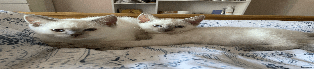 Ragdoll Kitten 1
