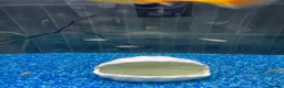 Other/Mixed Breed fish for sale: Complete Established 90L Setup & Healthy Community in Stevenage - Advert 7