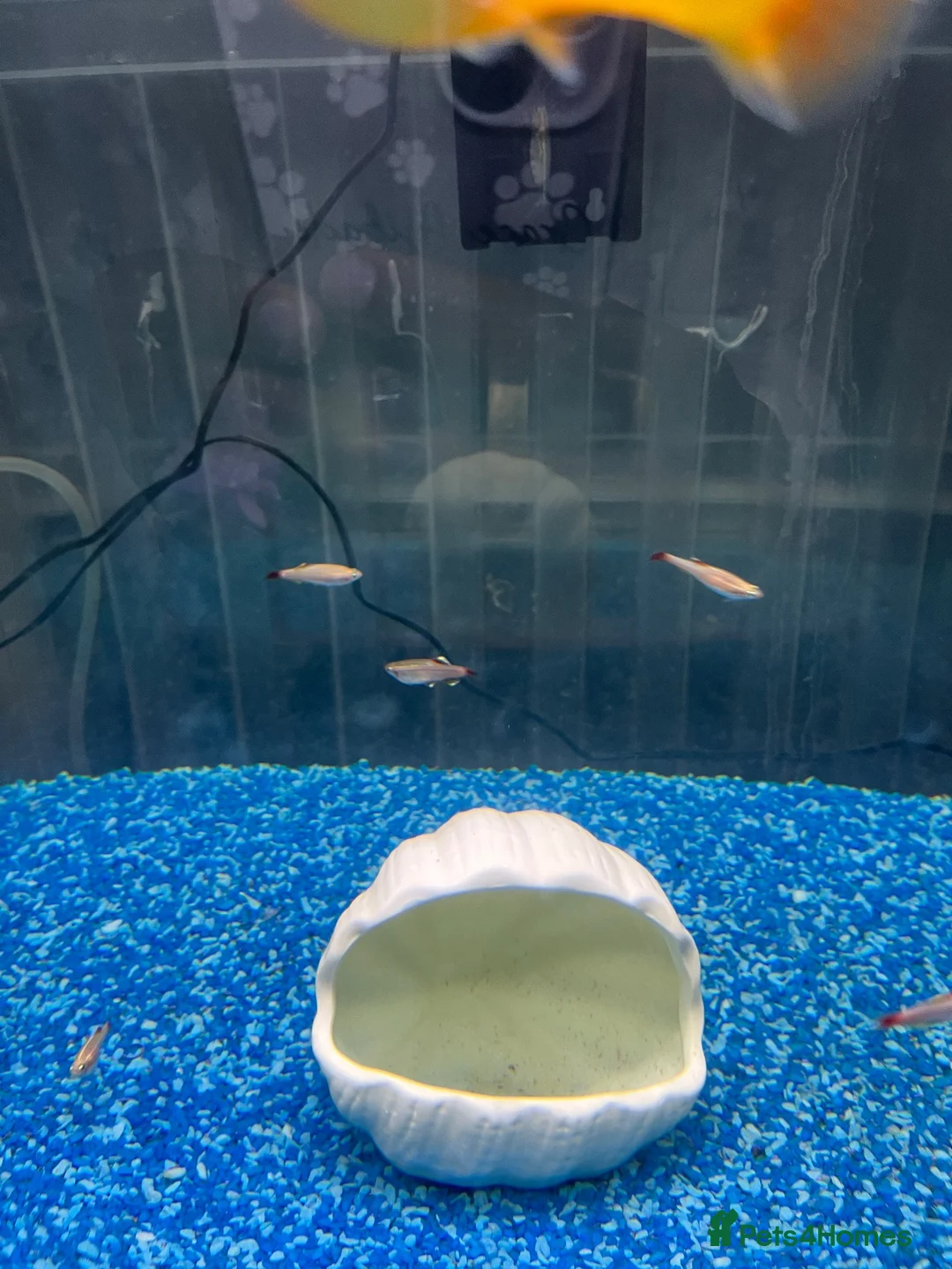 Other/Mixed Breed fish for sale: Complete Established 90L Setup & Healthy Community in Stevenage - Advert 7