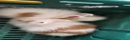 Lionhead rabbits for sale: 2 beautiful purebred lionhead rabbits - Advert 8