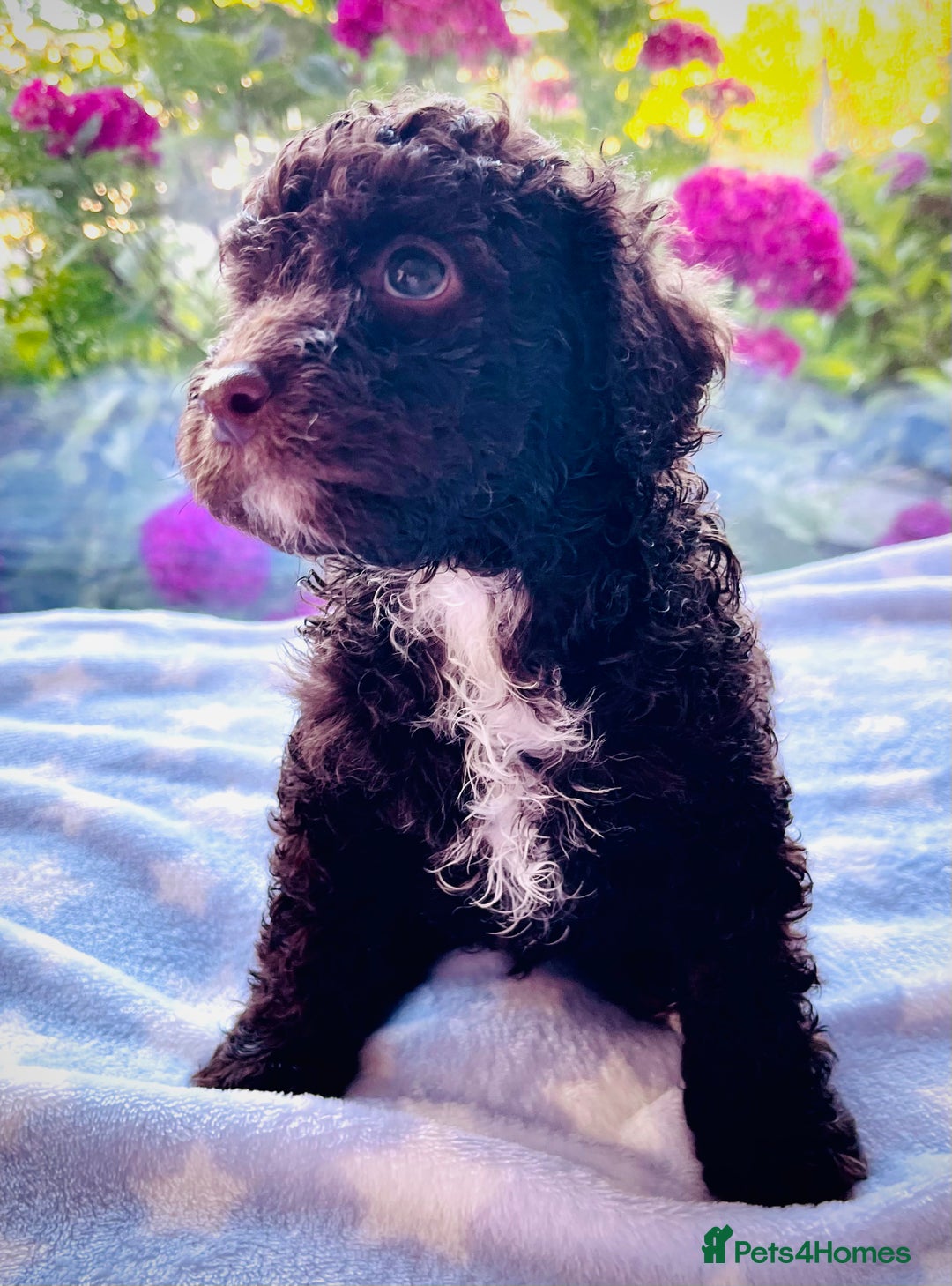 Cockapoo dogs for sale: Stunning fully DNA tested Cockapoo puppies - Image 21