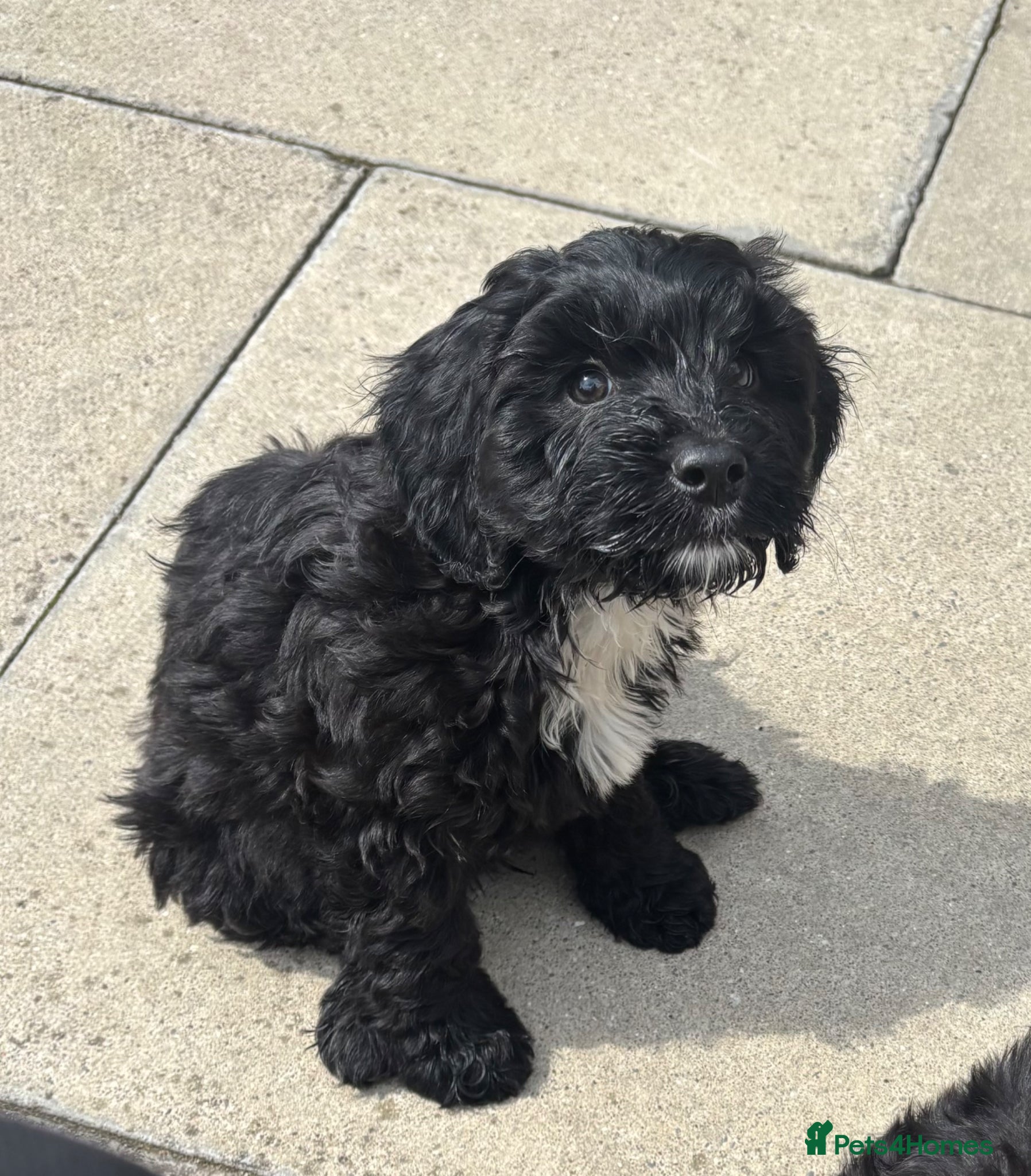Cockapoo dogs Cockapoo puppies 🐶  - Advert 12
