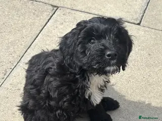Cockapoo dogs Cockapoo puppies 🐶 - Advert 12