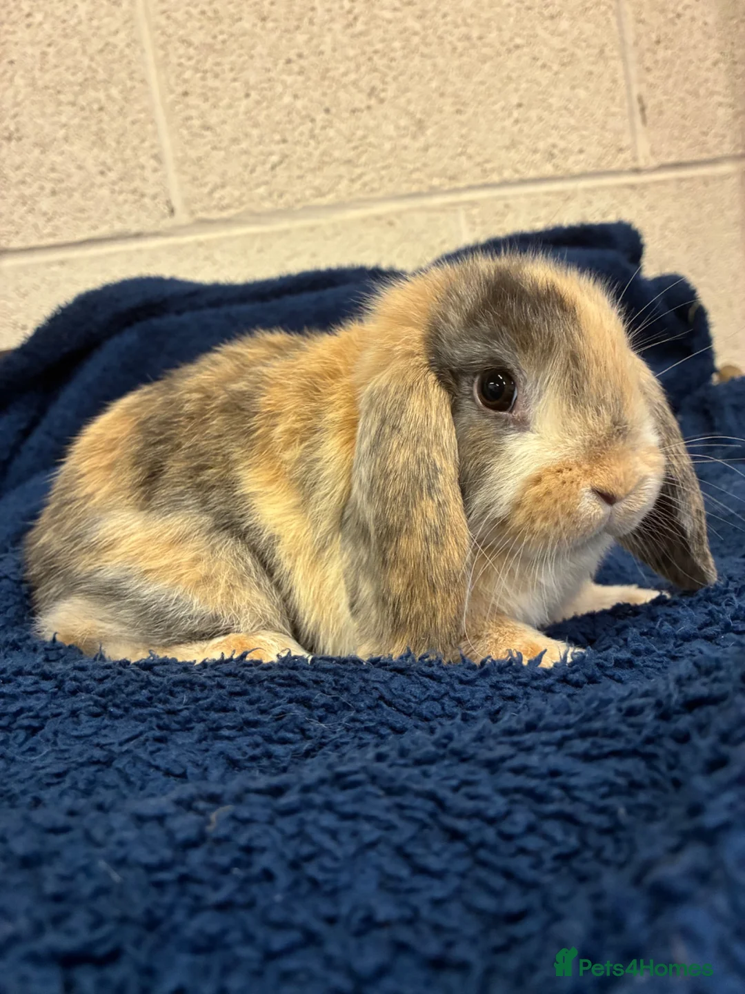 Mini Lop rabbits for sale: Mini Lop Bunnies in Mansfield - Advert 6
