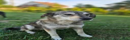 Mixed Breed dogs for adoption: Lajka – Gentle, Sweet Natured Girl - Advert 10