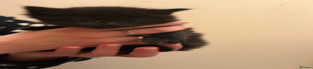 Mixed Breed Kitten 1