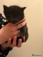 Mixed Breed cats - Advert 10