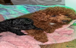 Cavapoo dogs for sale: F2B Cavapoo puppies  - Image 5