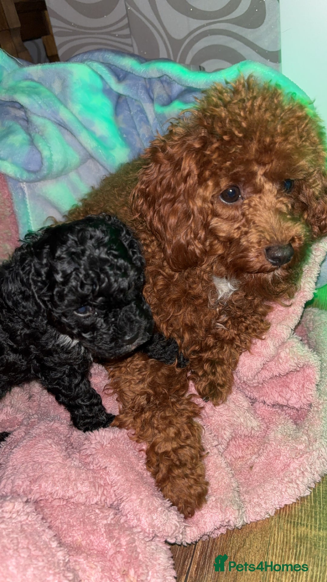 Cavapoo dogs for sale: F2B Cavapoo puppies  - Image 5
