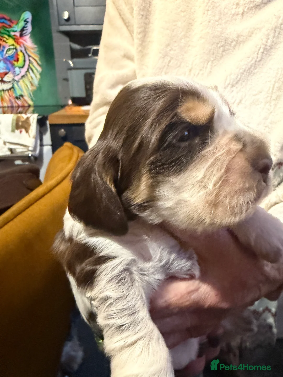 Cocker Spaniel dogs for sale: Show cocker spaniel pups - Advert 21