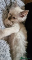 Ragdoll cats Stunning 3/4 Ragdoll kittens - Advert 2