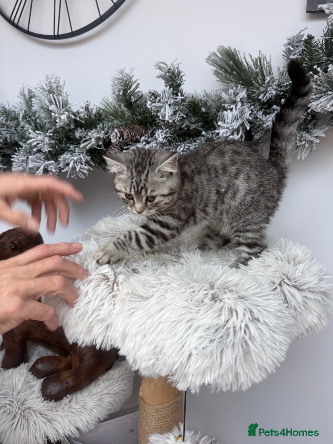 Brazilian Shorthair cats for sale: British shorthair  - Advert 3