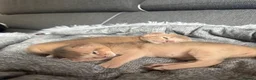 Abyssinian cats for sale: Adorable  Abyssinian  male for sale - Advert 15