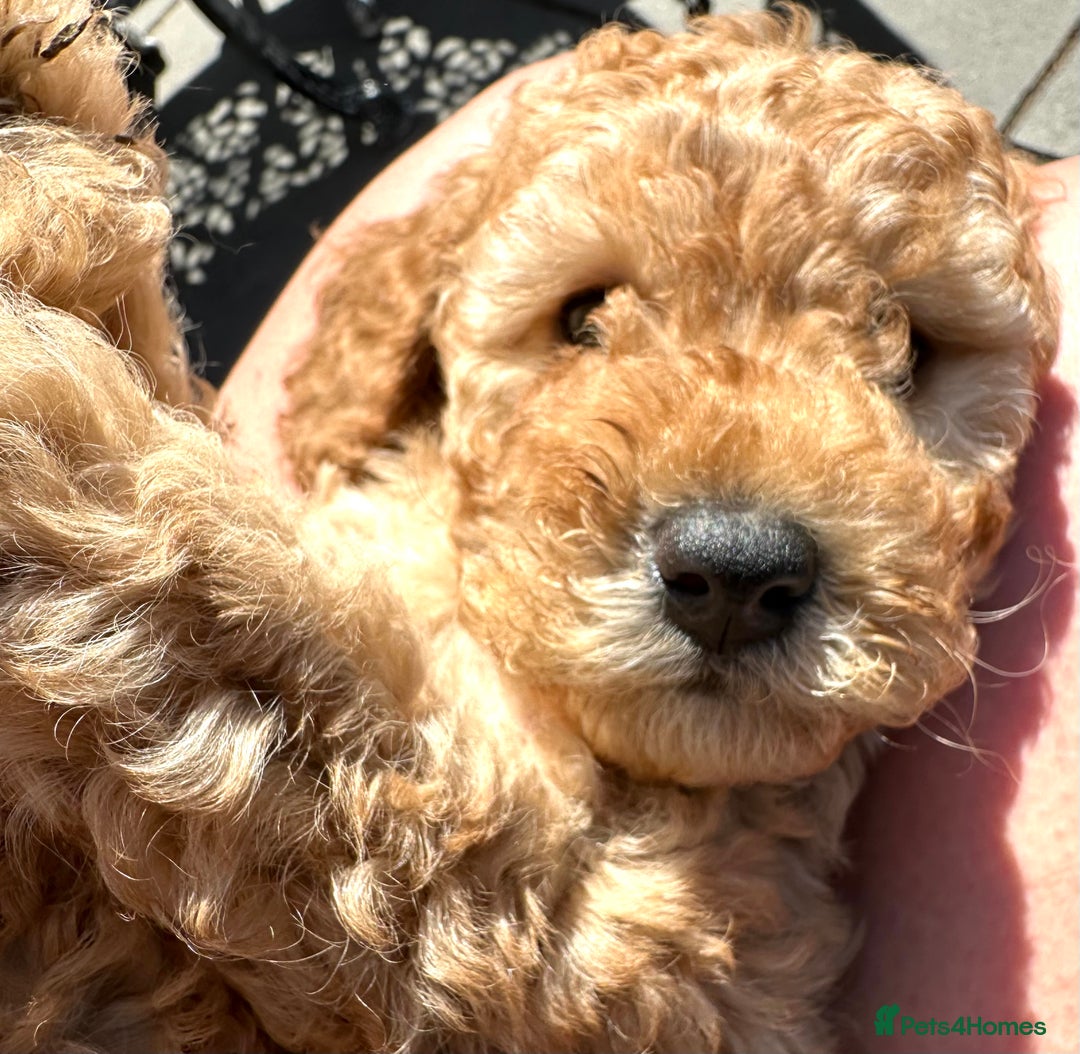 Cockapoo dogs for sale: Mini Cockapoo Puppies Kent - Image 24